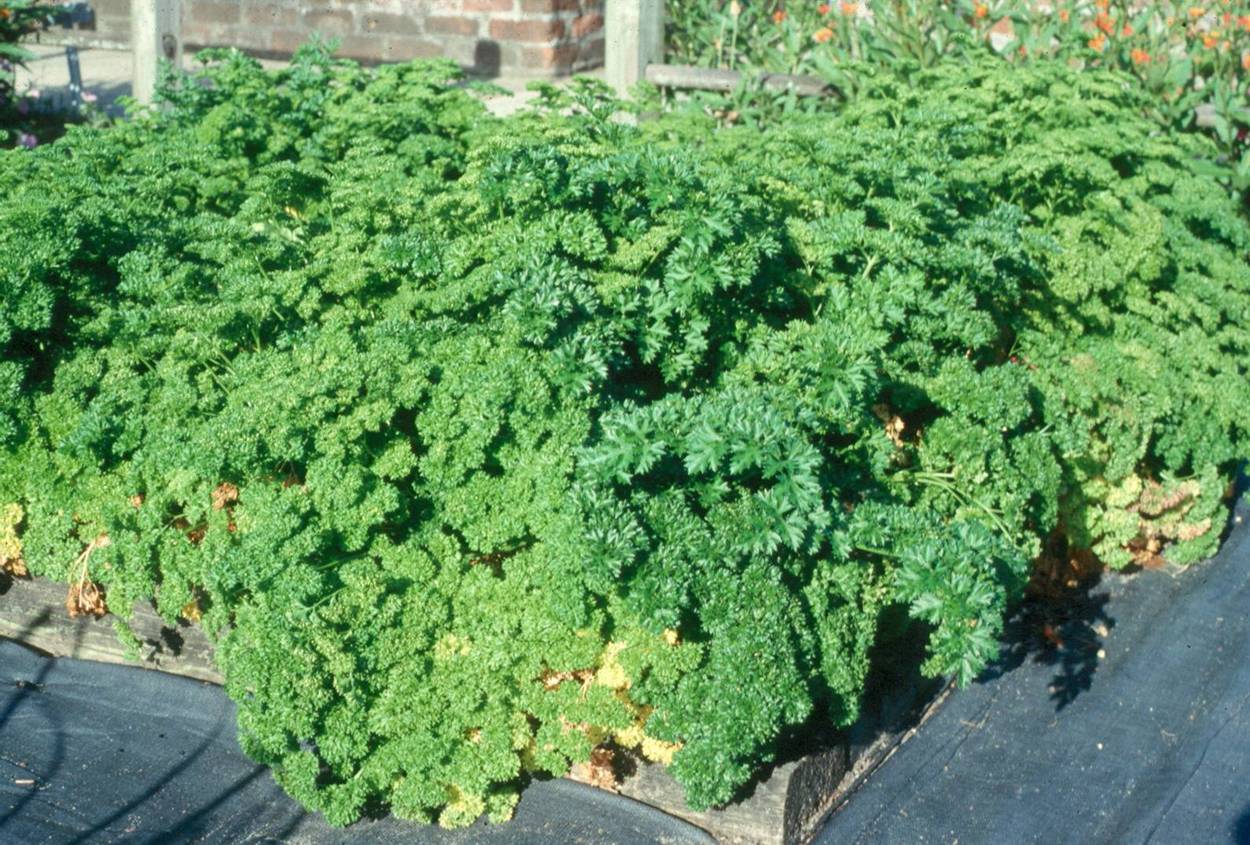 You can grow parsley during winter